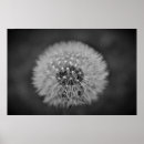 Search for white bloom posters Black and white