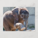 Search for elephant calf postcards Elephants
