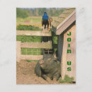 Search for hogs invitations Farm