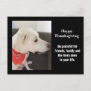 Search for dog photos postcards Doggy