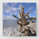 Search for driftwood clocks Coast