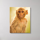 Search for rhesus Outdoors