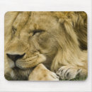 Recherche de panthera lion tapis souris Nature