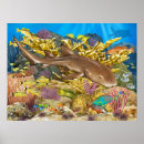 Search for snapper posters Coral