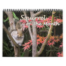 Search for wild animals calendars Squirrels