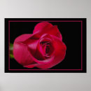Recherche de copie de rose rouge Fleurs