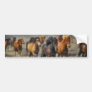 Search for horse bumper stickers Nature