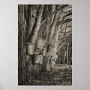 Recherche de sève Printemps