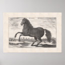 Search for vintage equestrian horse posters Stallion