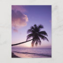 Search for sunset palm postcards Destination