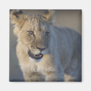 Search for lion portrait magnets Outdoors