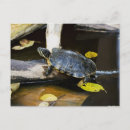 Recherche de amphibiens cartes postales Mignon