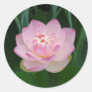 Search for kansas flower stickers Green