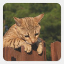 Search for savannah stickers Animal