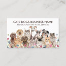 Recherche de chat blanc cartes visite Toilettage des animaux