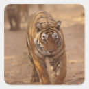 Search for royal tiger stickers Indian