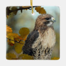 Search for red tail hawk ornaments Raptor