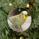Search for english ornaments Pet
