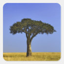 Search for masai mara stickers Tree