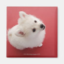 Search for carpet magnets Animal