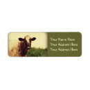 Recherche de taureau rouge Vaches