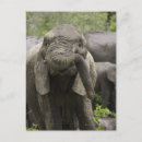 Search for africana postcards Animal