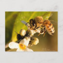 Recherche de abeille fleur cartes postales Miel