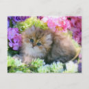 Search for precious postcards Cats