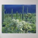 Recherche de saguaro posters Pittoresque