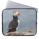 Search for puffin cases Nature