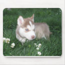 Recherche de chien traîneau tapis souris Chiot