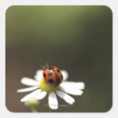 Search for ladybird stickers Green