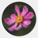 Search for anemone flower stickers Pink