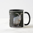 Recherche de pygmée tasses Chèvre