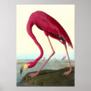 Search for antique flamingo posters John james audubon