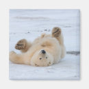 Search for threatened magnets Alaska