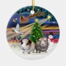 Search for pigs ornaments pets