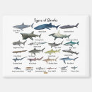 Recherche de grand requin magnets Requins