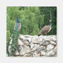 Recherche de birdie magnets Oiseaux