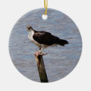 Search for osprey ornaments Photography