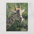 Search for african animal postcards Safari animals
