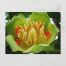 Recherche de arbre tulipe cartes postales Feuille