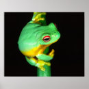Search for red eye posters Treefrog