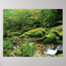 Recherche de forêt tropicale posters Mousse
