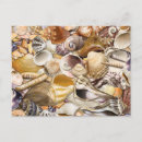 Search for mollusks postcards Beach
