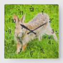 Search for animal clocks Wildlife