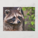 Recherche de curieux cartes postales Mammifère