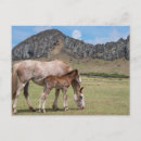 Recherche de troupeau de cheval cartes postales Jument