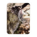Recherche de monkey le magnets Pour tous