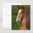 Search for bob postcards Horse